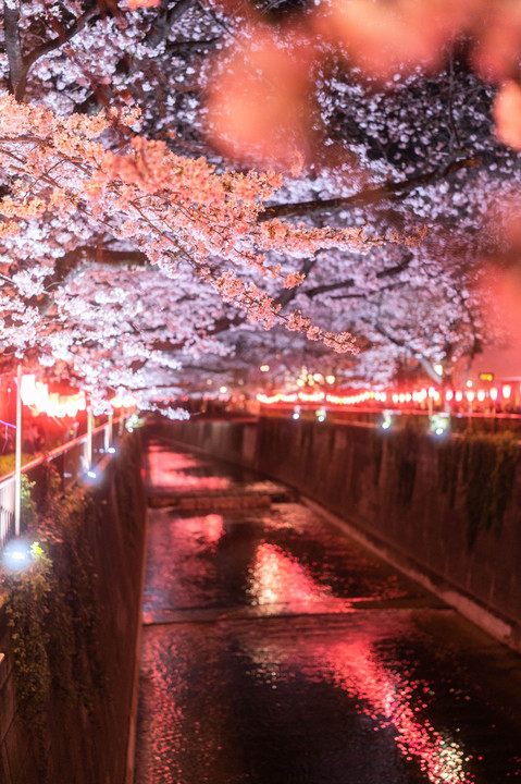 桜のトンネル