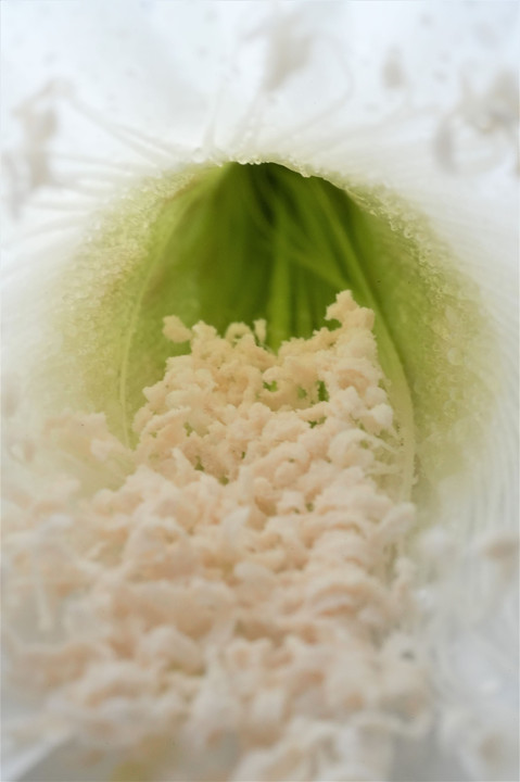 白いサボテンの花２