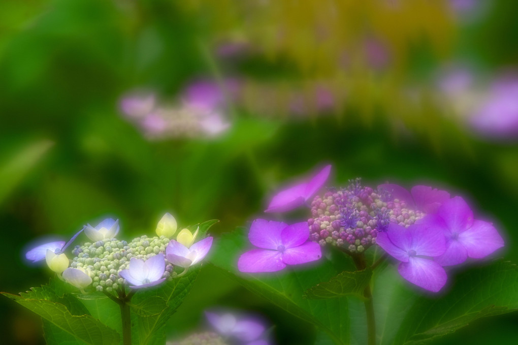 愛しき紫陽花