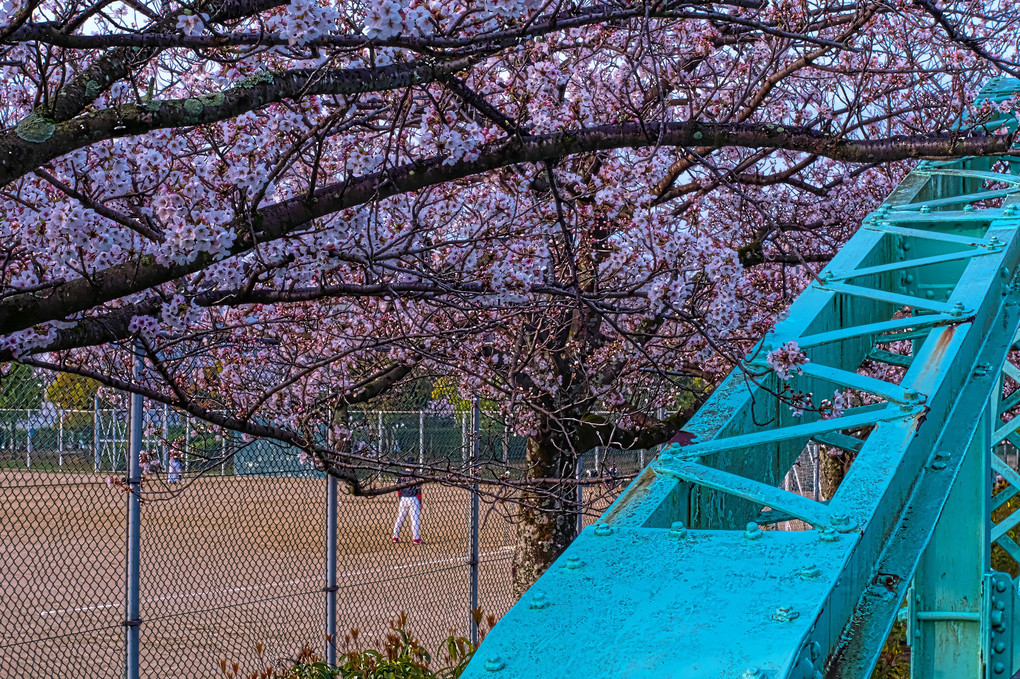 桜野球