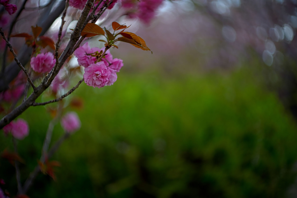 八重桜の朝