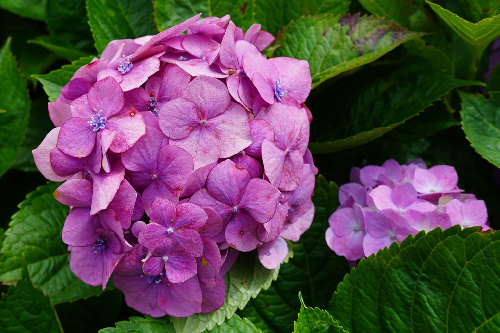 長慶寺の紫陽花