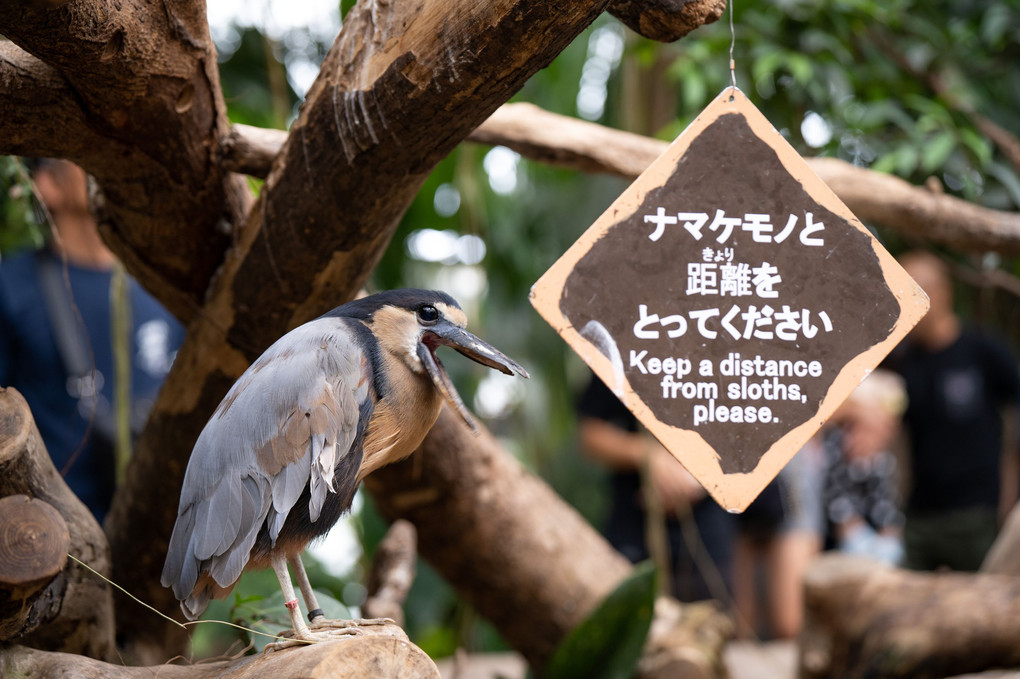 神戸どうぶつ王国の鳥たち