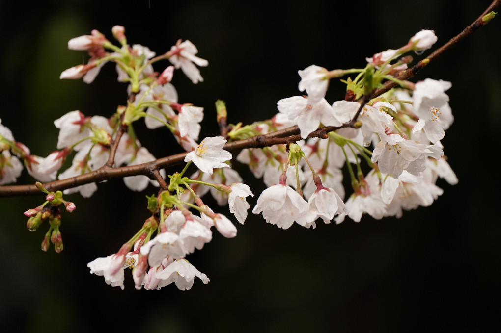 雨上がの桜花