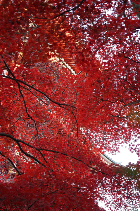 真っ赤な秋