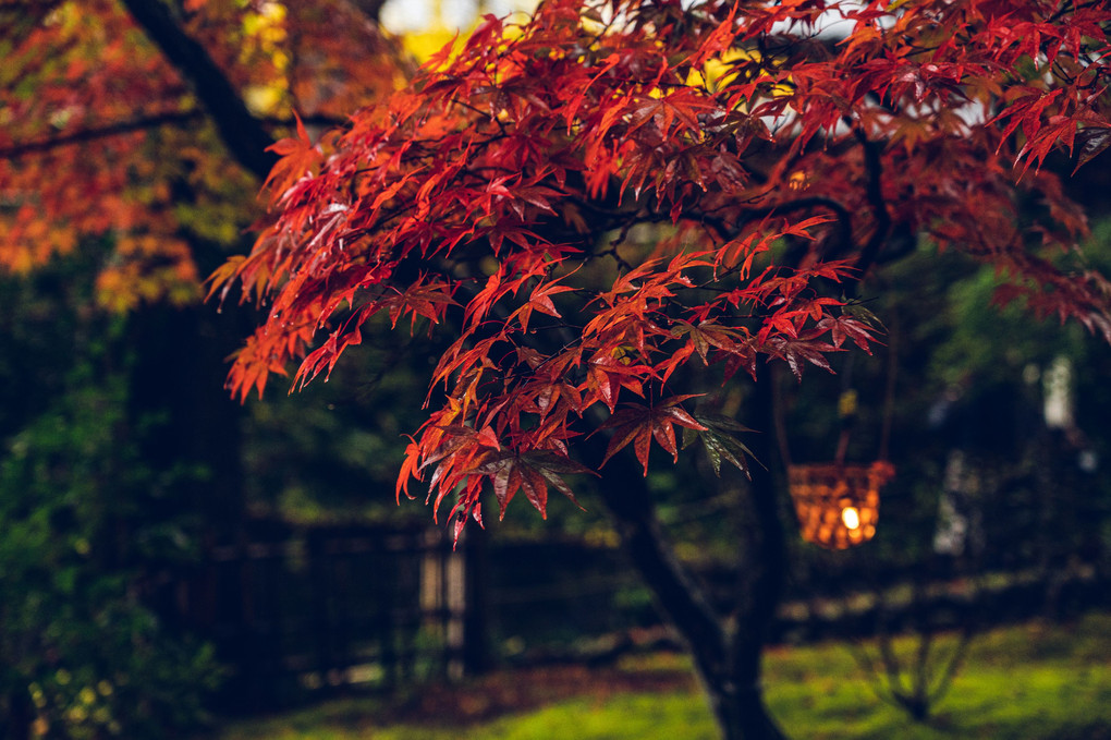 秋雨の紅葉