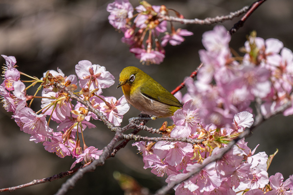 満開の河津桜に集うメジロたち