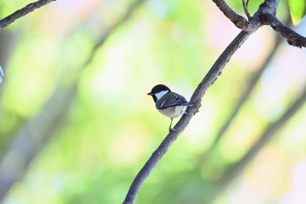 公園の野鳥たち！