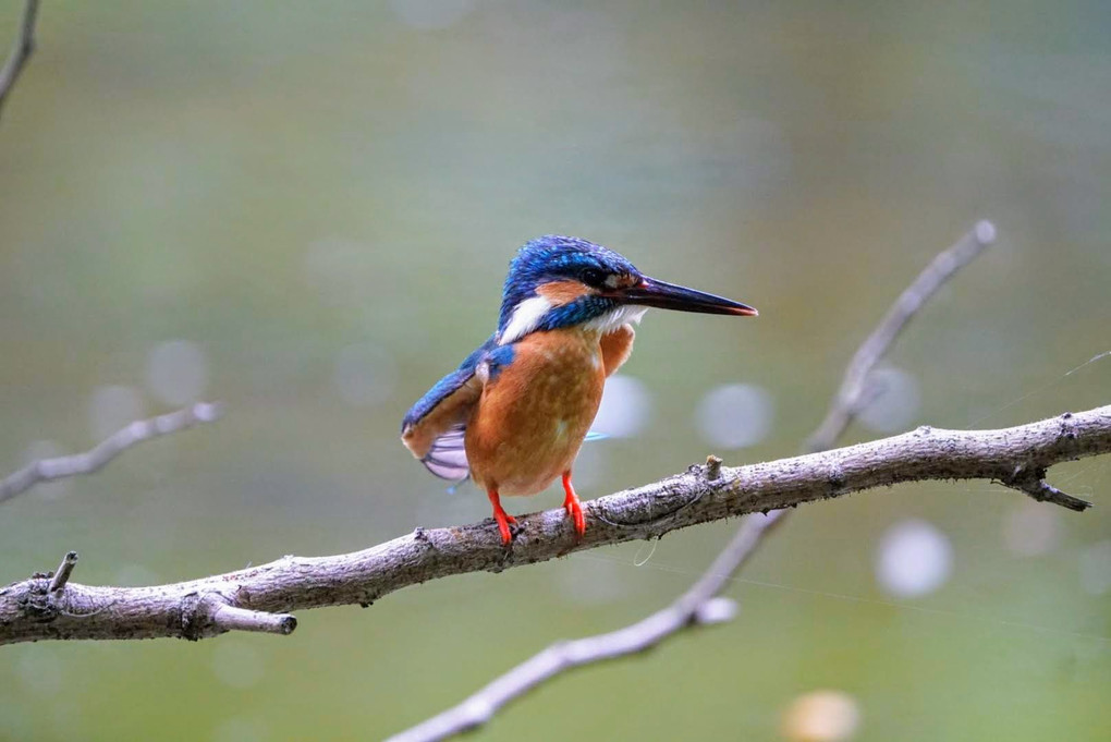 かわいい仕草のカワセミ