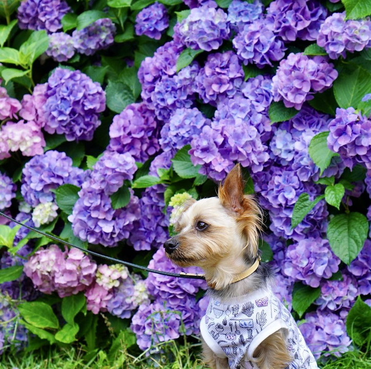 紫陽花と紫のヨーキー