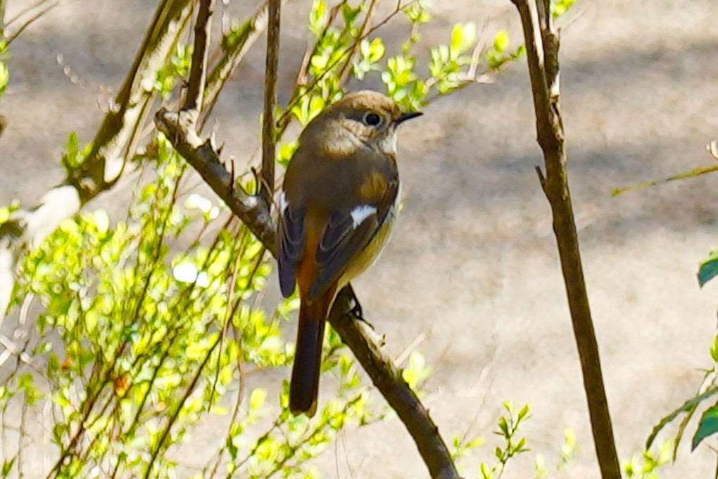 初めての野鳥撮影