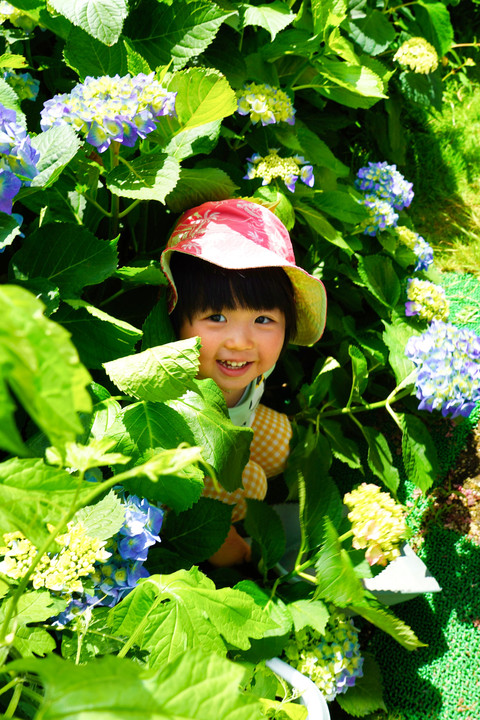 あれ？ぴんくの紫陽花？