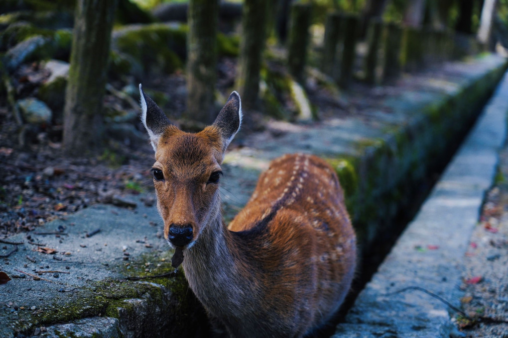 奈良公園