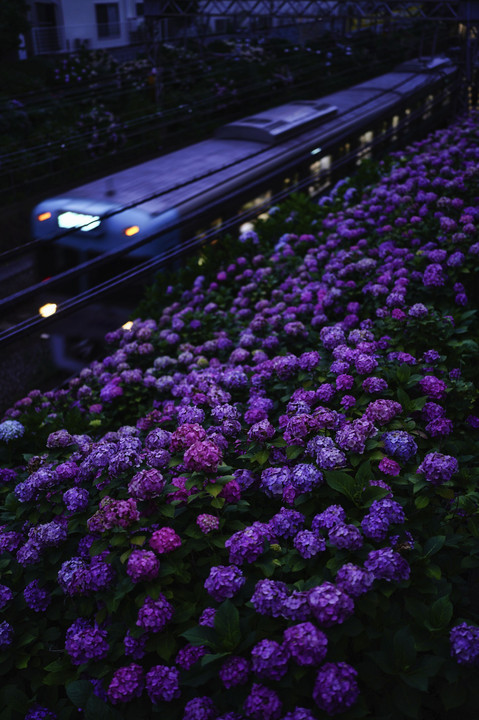 京王井の頭線 沿線の紫陽花