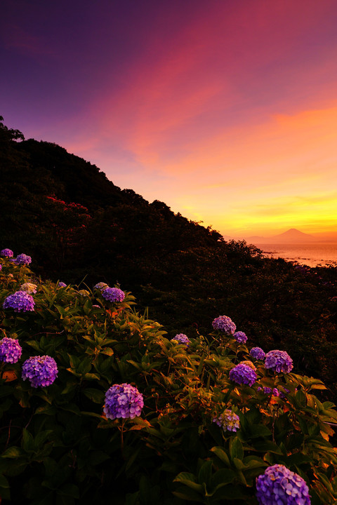 葉山の紫陽花と富士山