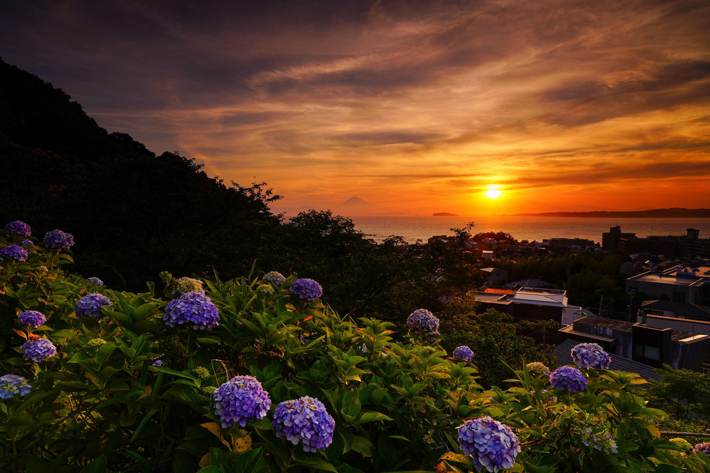葉山の紫陽花と富士山2