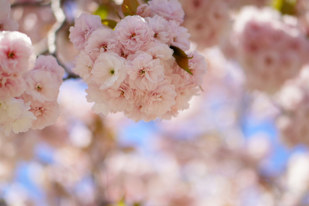 優しいピンクの八重桜