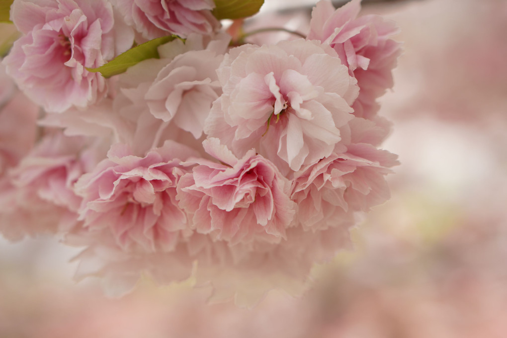 優しいピンクの八重桜