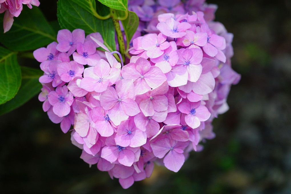 ハートの紫陽花