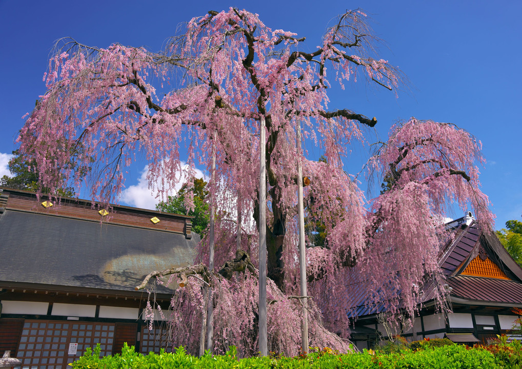 慈雲寺のイトサクラ