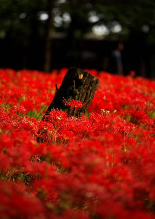 巾着田曼殊沙華公園