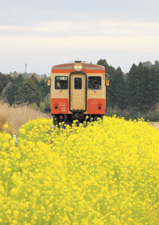 いすみ鉄道と菜の花
