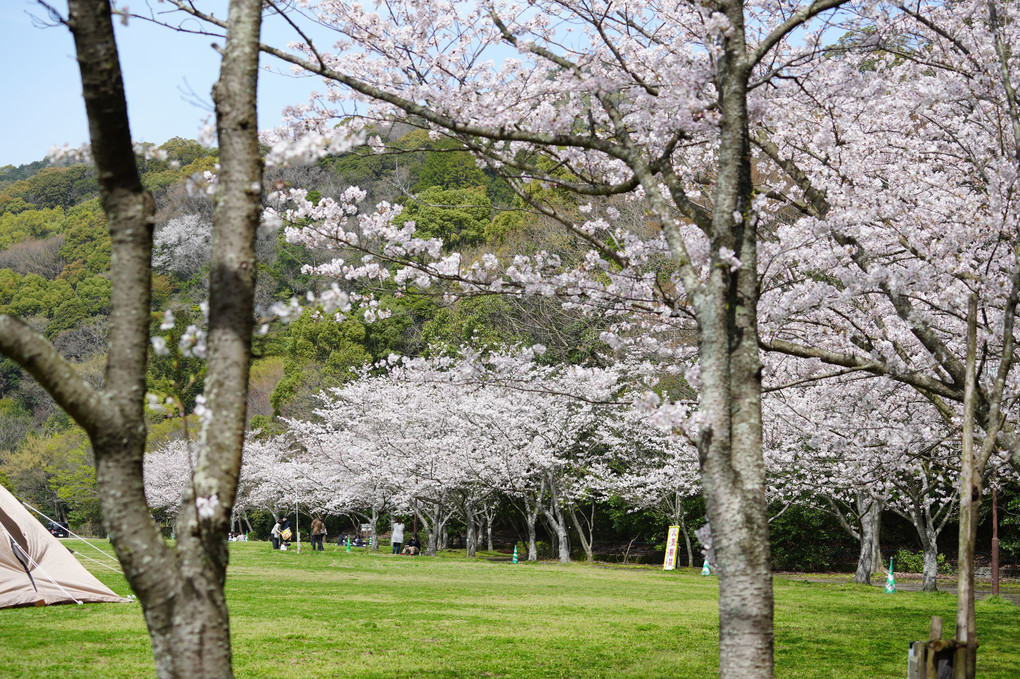 桜・公園