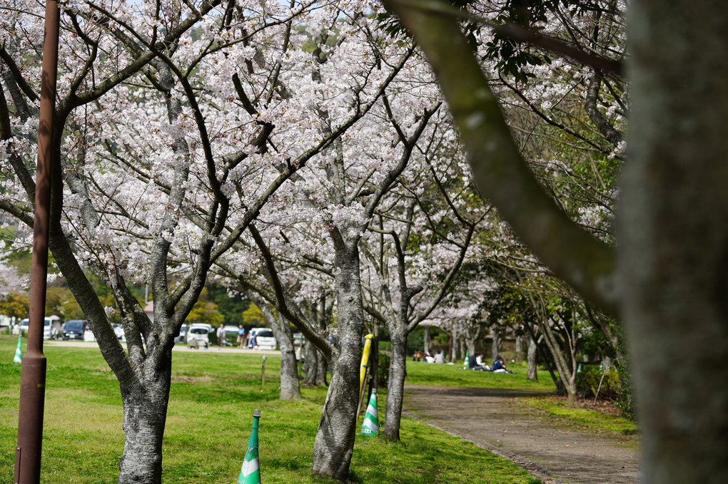 桜・公園
