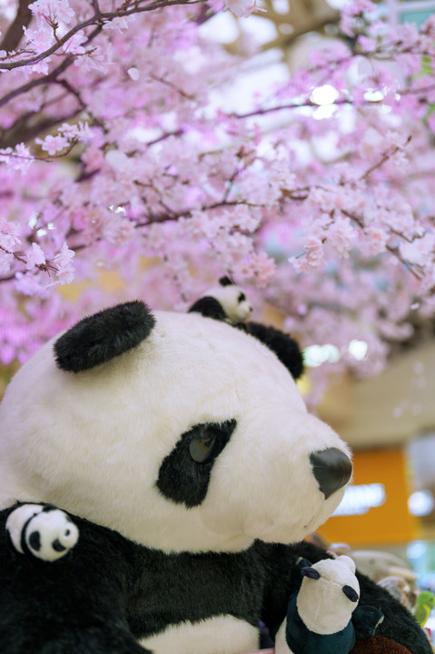 桜が似合うパンダさん