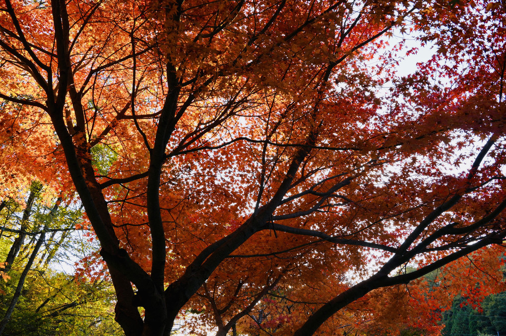 紅葉を求めて