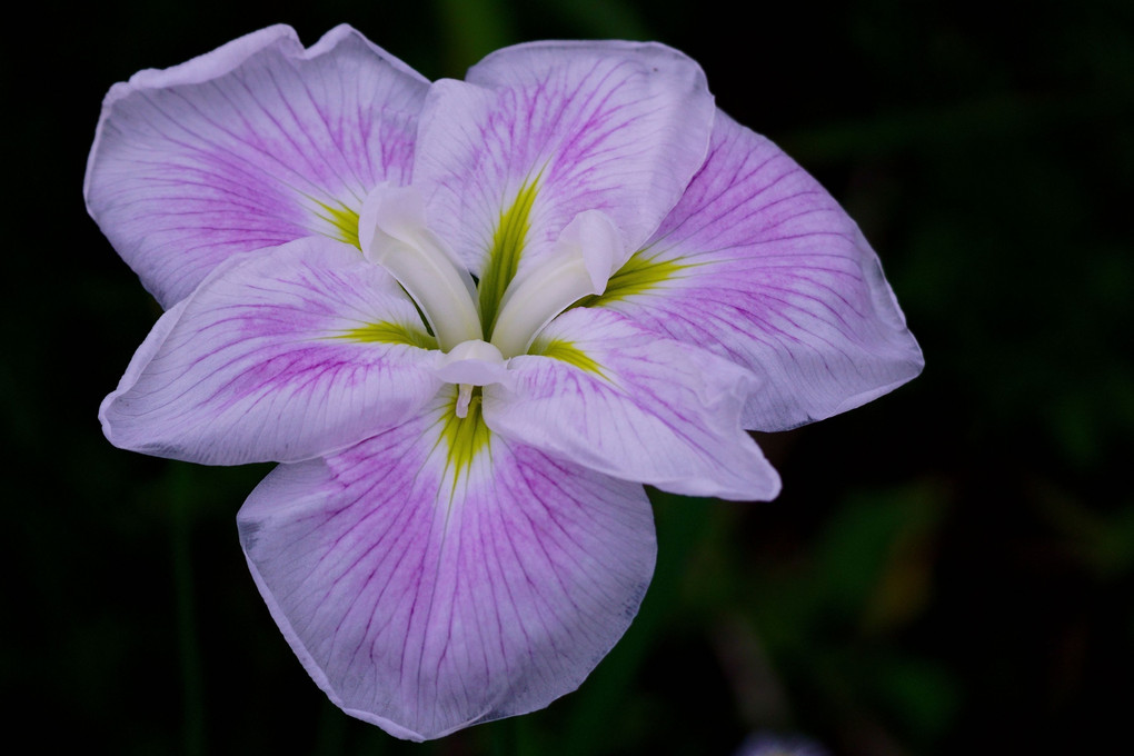 花菖蒲と紫陽花