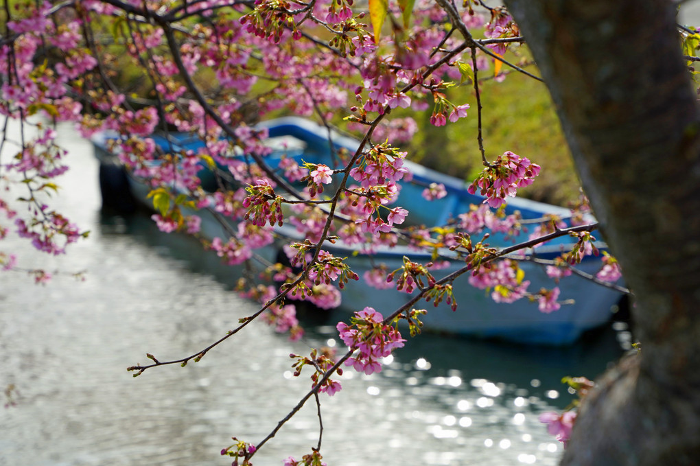 桜の向こうの青い舟