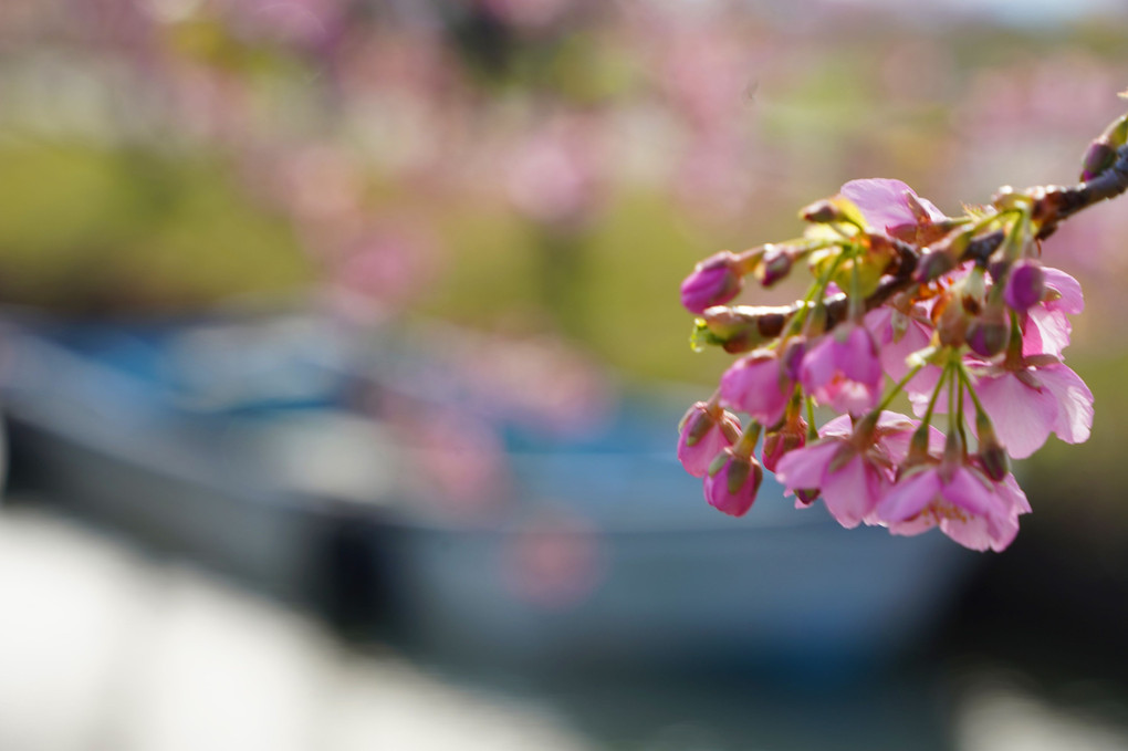 桜の向こうの青い舟