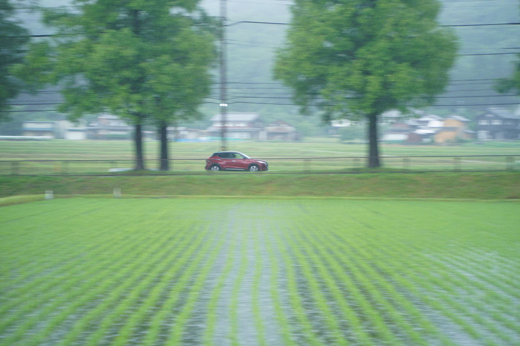 メタセコイア並木道を走る赤い車　雨の中の流し撮り