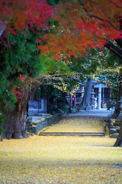 紅葉と黄色い絨毯のある神社