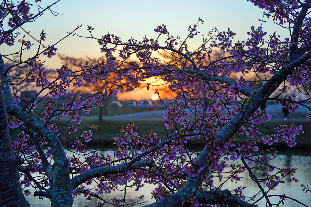 桜並木の夜明け