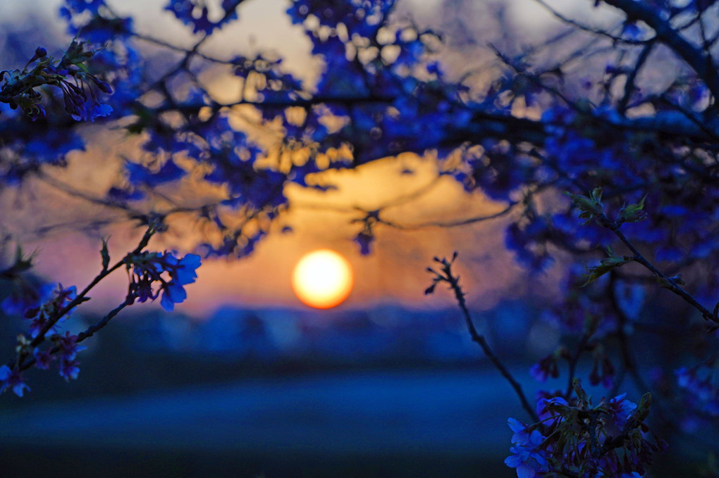 桜並木の夜明け
