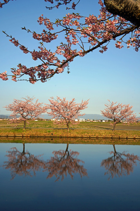 対岸の桜　青空とリフレクション
