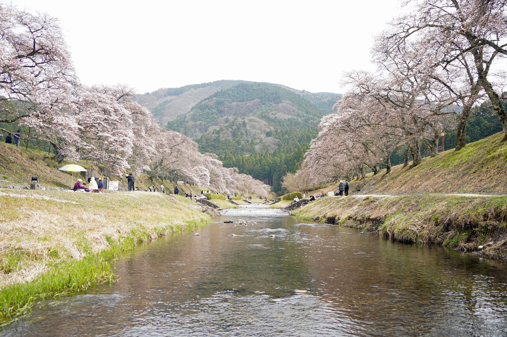 鯎川の桜