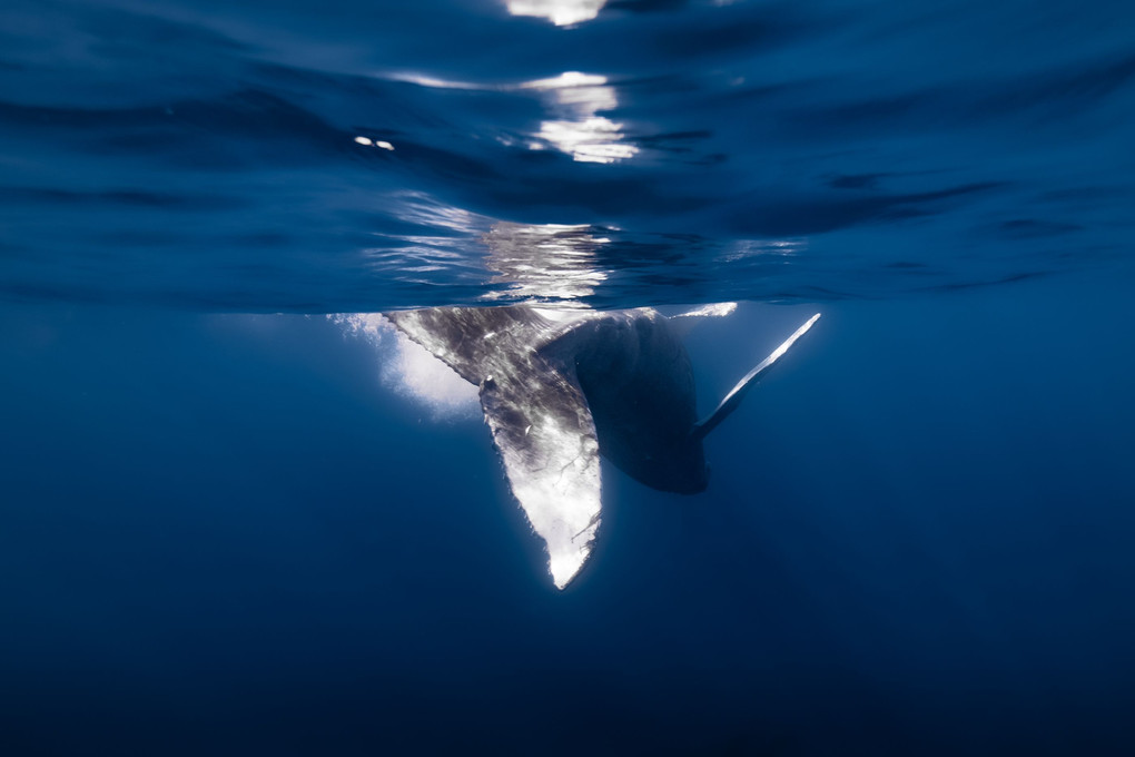 水面で遊ぶ子クジラ