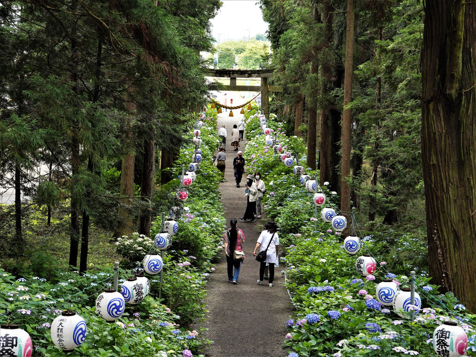 磯山神社の参道と紫陽花