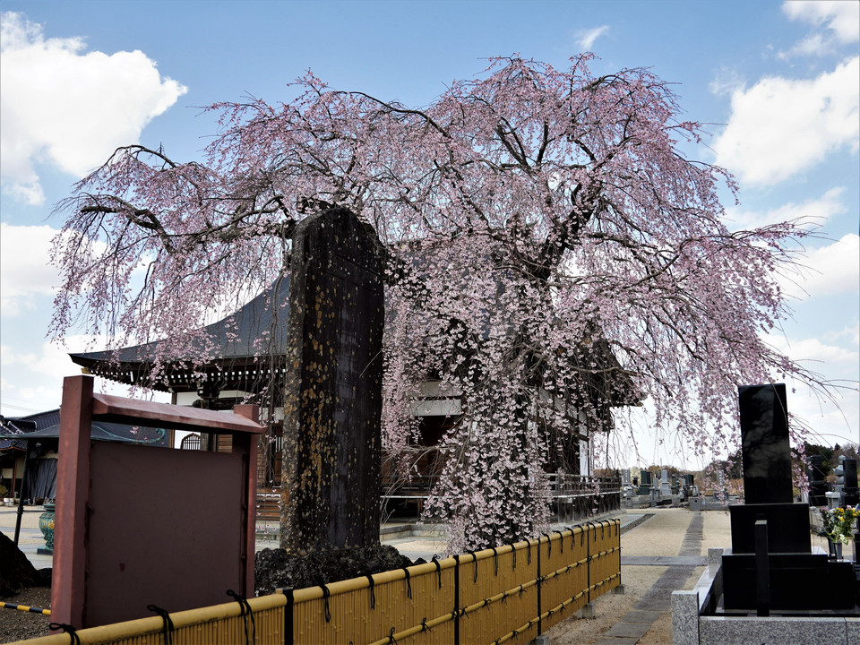 高宗寺の枝垂れ桜