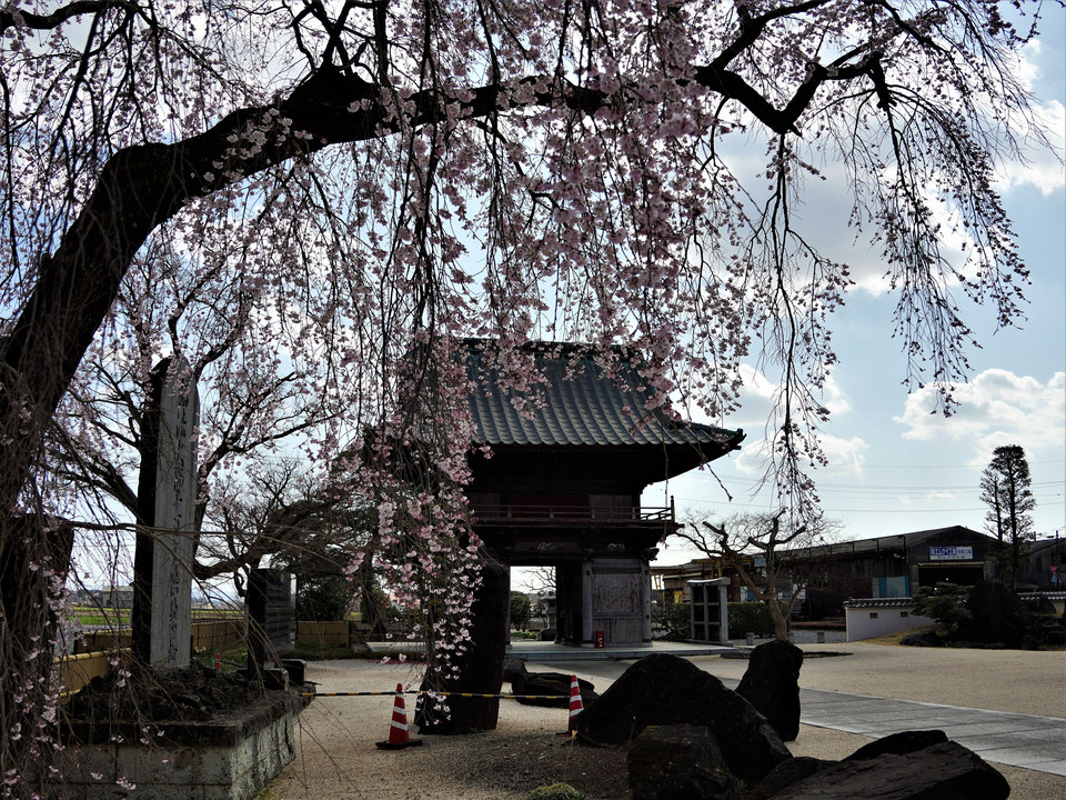 枝垂れ桜と門