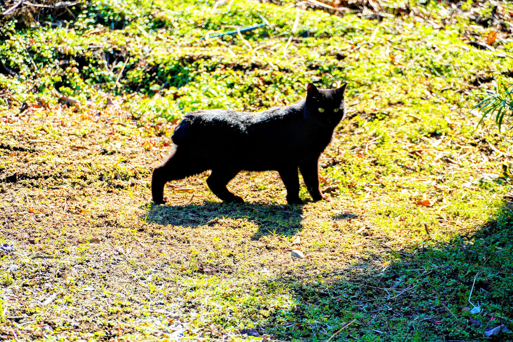 黒猫さんスタコラサッサ🐈‍⬛