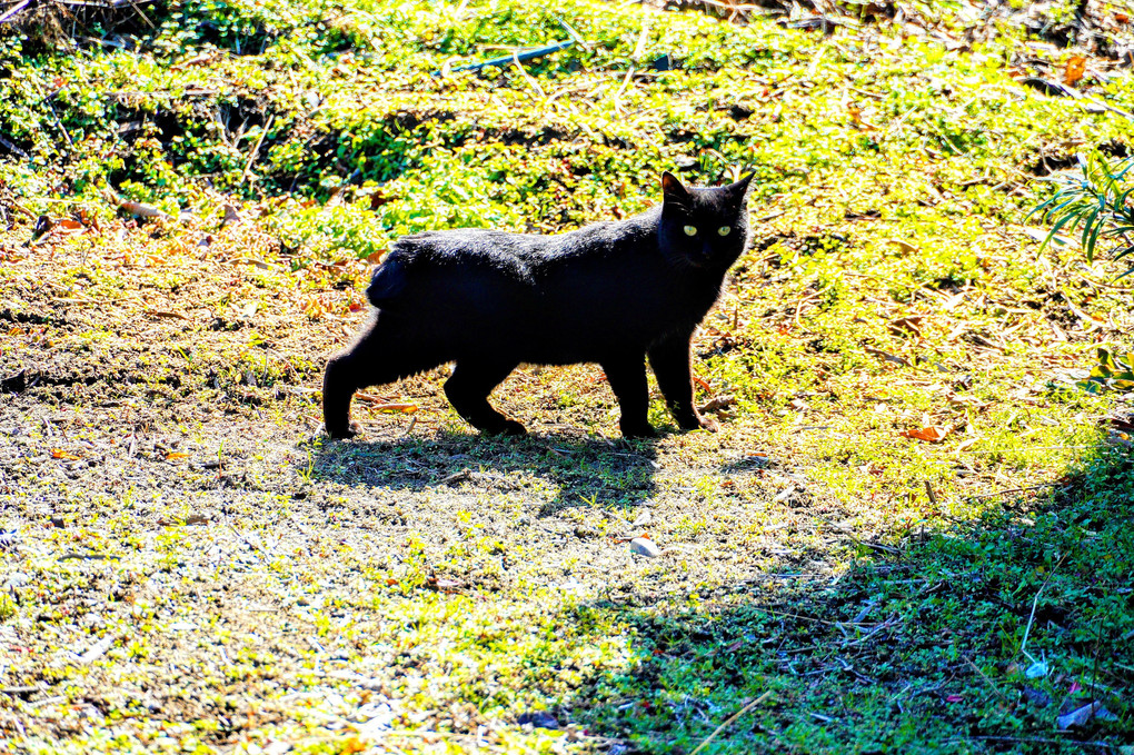 黒猫さんスタコラサッサ🐈‍⬛