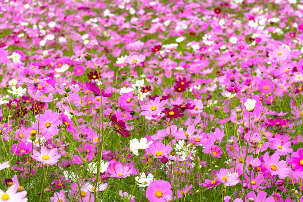 千本秋桜