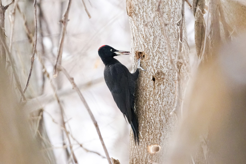 今年最後の大物。#クマゲラ# #black woodpecker#