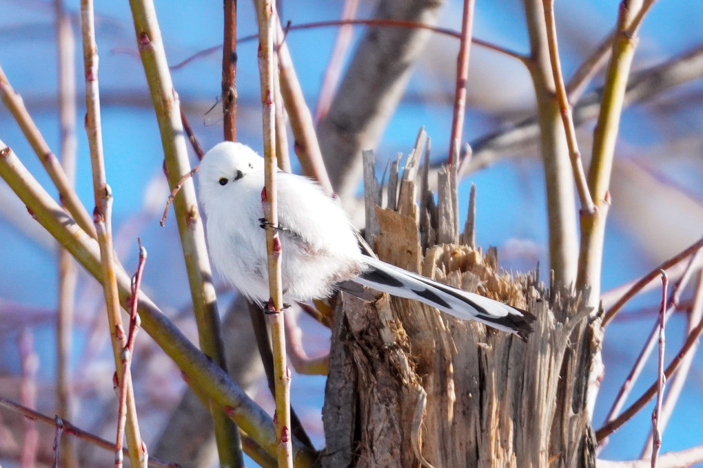 #long tailed tit# シマチャンゲット