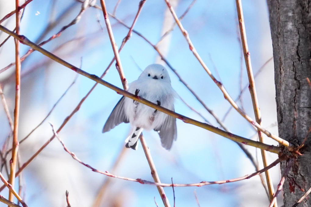 #long tailed tit# シマチャンゲット