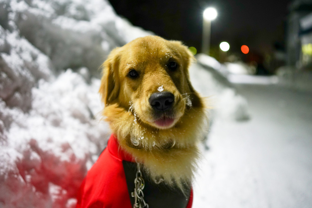 大雪の夜の散歩